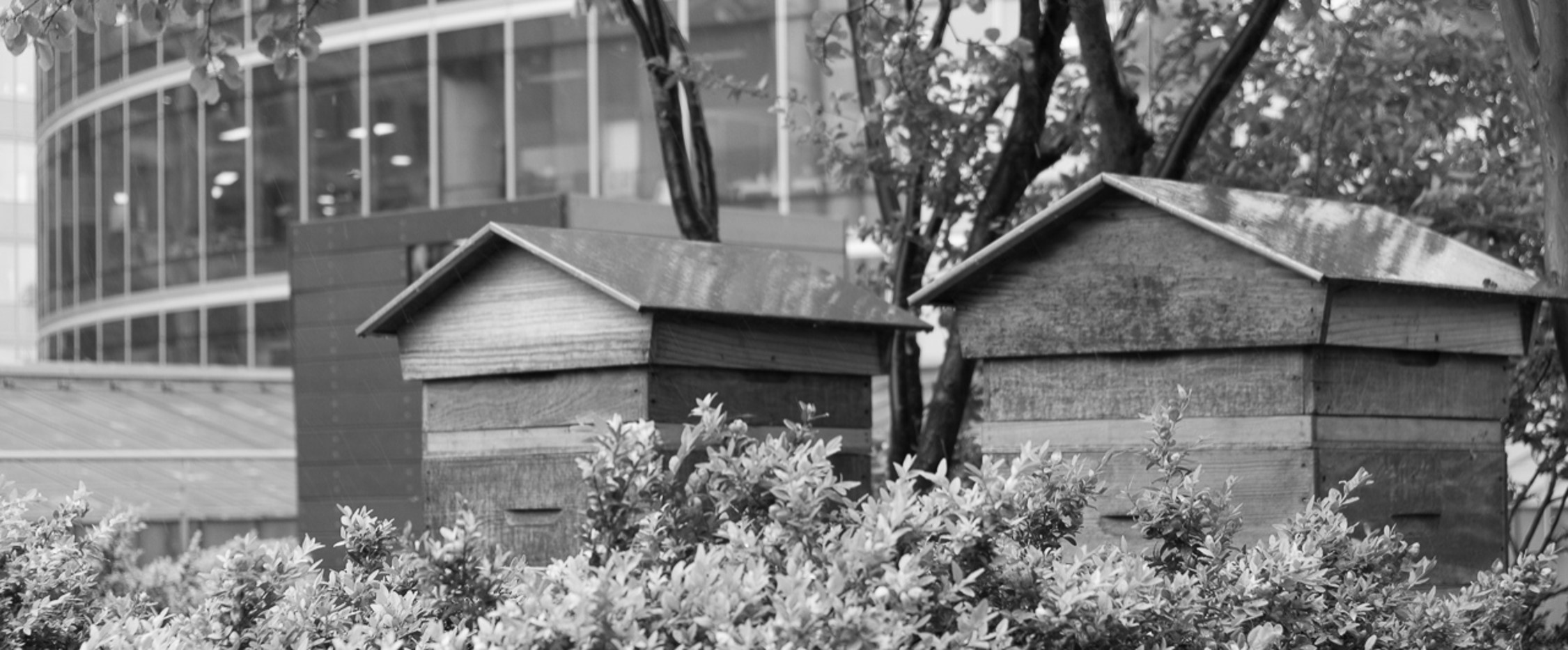 Ville durable : Ruches urbaines